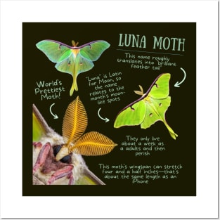 Animal Facts - Luna Moth Posters and Art